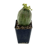 Euphorbia Obesa | Baseball Plant - Lazy Gardens
