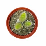 Cleistocactus colademononis | Monkey Tail Cactus