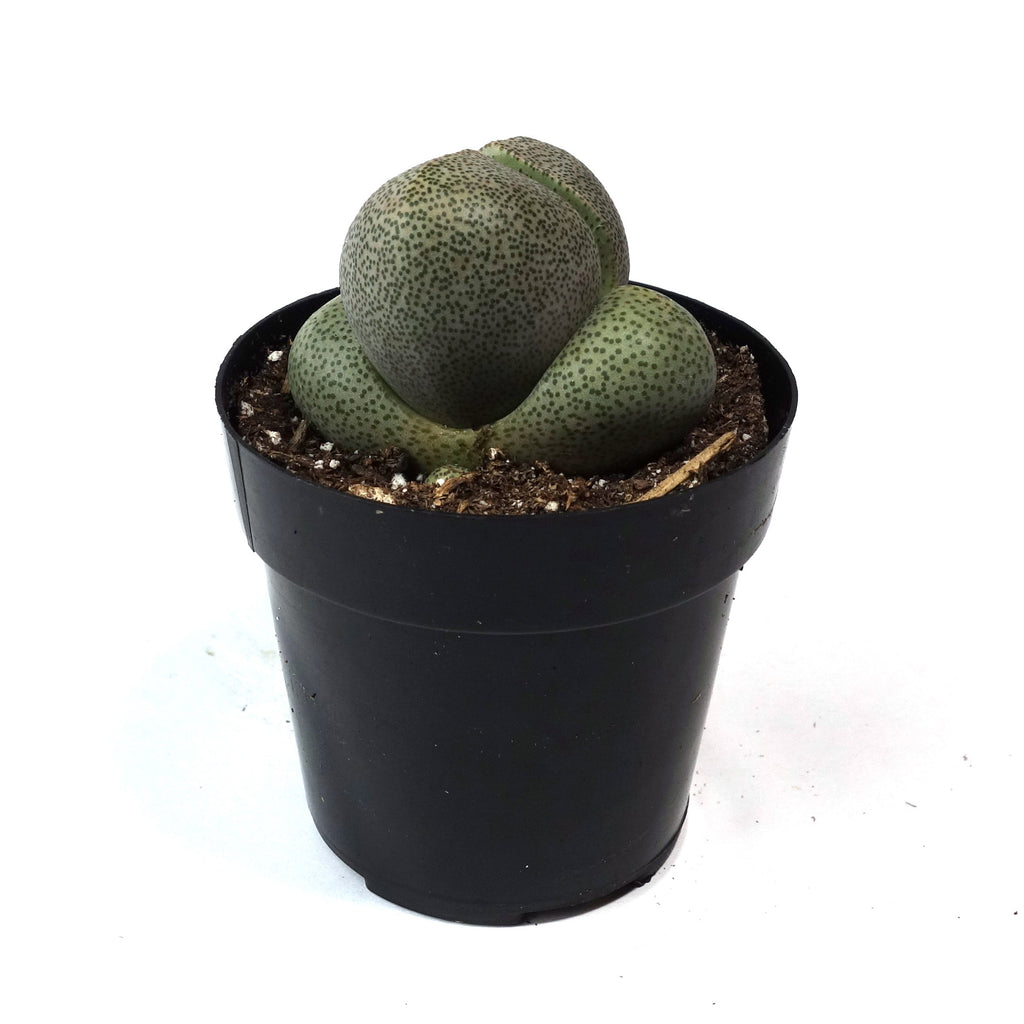 living rock succulent Pleiospilos Nelii