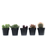 Assorted Mystery Plants - Lazy Gardens