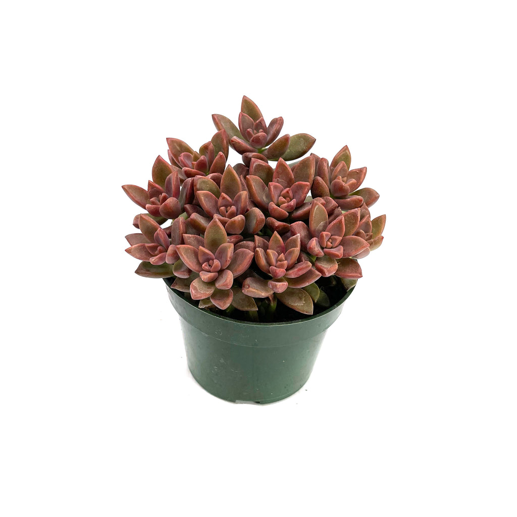 vera higgins succulent Graptosedum Vera Higgins – Lazy Gardens