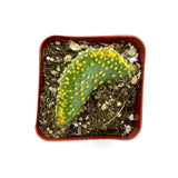 Opuntia Microdasys Cristata | Crazy Bunny Ears - Lazy Gardens