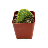 Opuntia Microdasys Cristata | Crazy Bunny Ears - Lazy Gardens
