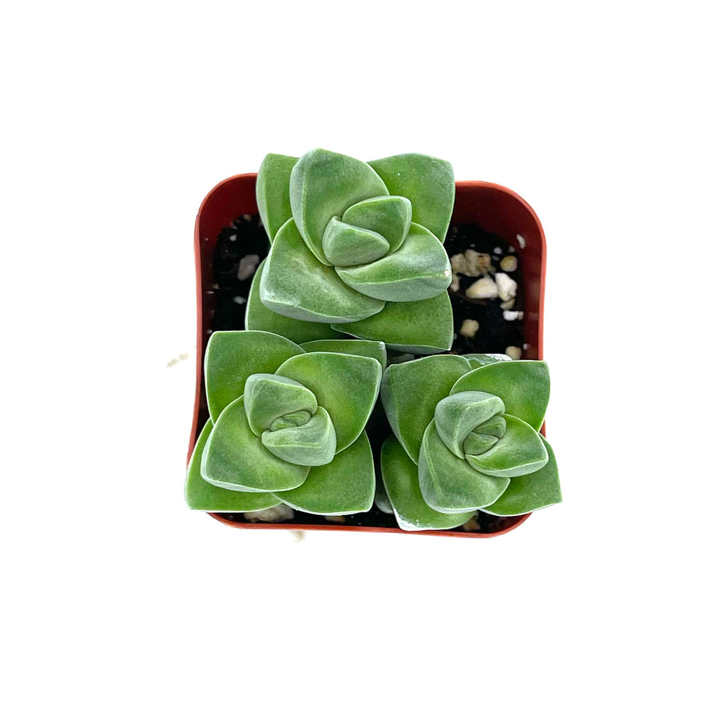 crassula moonglow succulent Crassula Moonglow – Lazy Gardens