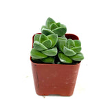 Crassula Moonglow - Lazy Gardens