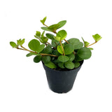 Peperomia tetraphylla ‘Hope’ | Hope Peperomia - Lazy Gardens