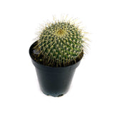 Mammillaria celsiana | Golden Pincushion - Lazy Gardens