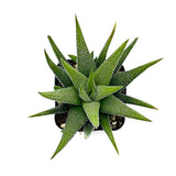 Haworthia Attenuata Concolor - Lazy Gardens