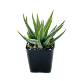 Haworthia Attenuata Concolor - Lazy Gardens
