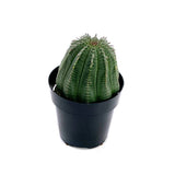 Euphorbia Obesa Hybrid | Basketball Plant - Lazy Gardens