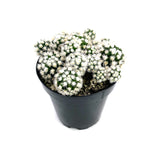 Mammillaria gracilis fragilis monstrose | Arizona Snowcap - Lazy Gardens