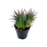 Euphorbia Ferox | Pincushion Euphorbia - Lazy Gardens