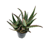 Aloe Blue Castilloniae | Aloe Castilloniae Hybrid - Lazy Gardens