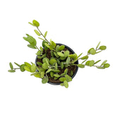 Xerosicyos Danguyi | Silver Dollar Vine - Lazy Gardens