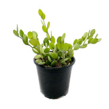 Xerosicyos Danguyi | Silver Dollar Vine - Lazy Gardens