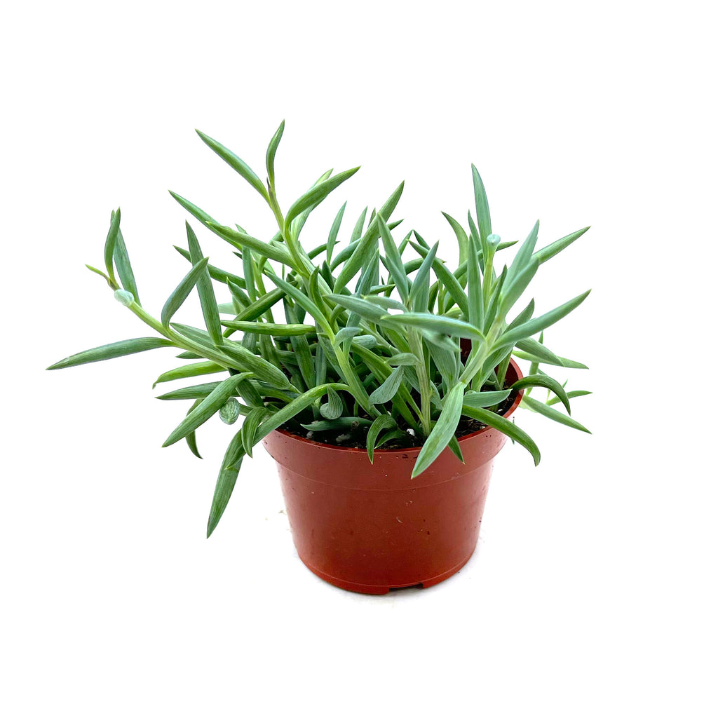 string of fishhooks succulent Senecio Radicans