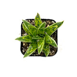 Gasteraloe White Wings - Lazy Gardens