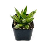 Gasteraloe White Wings - Lazy Gardens