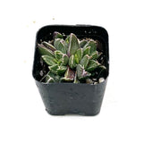 Faumatium hybrid - Lazy Gardens