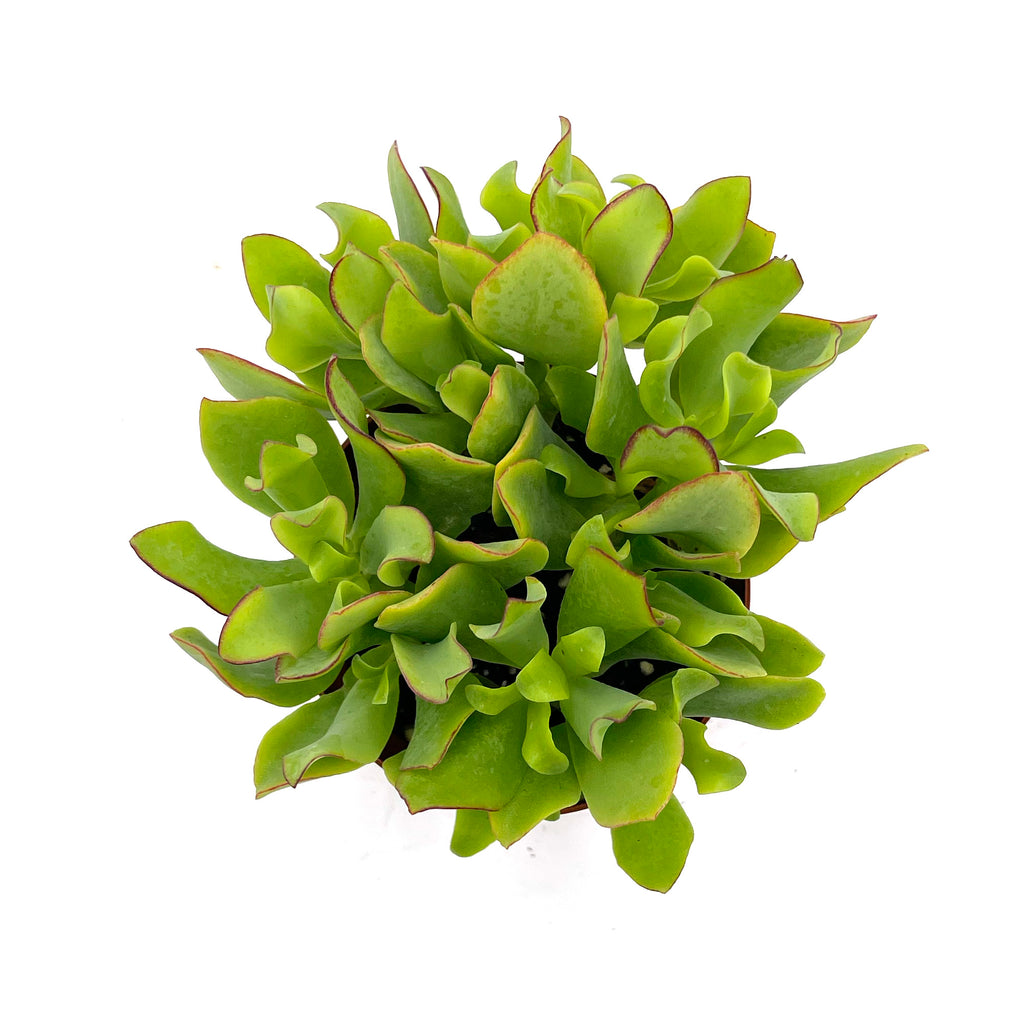 curly crassula succulent Crassula arborescens undulatifolia