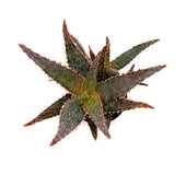 Aloe Amethyst | Aloe Hybrid - Lazy Gardens