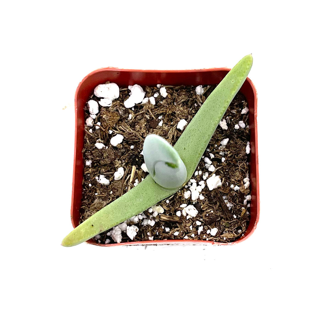 lobster succulent plant Cheiridopsis Candidissima