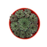 Sempervivum Calcareum | Hens & Chicks - Lazy Gardens