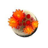 Notocactus haselbergii | Scarlet Crown - Lazy Gardens