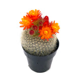 Notocactus haselbergii | Scarlet Crown - Lazy Gardens