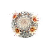 Mammillaria candida | Snowball Cactus - Lazy Gardens