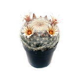 Mammillaria candida | Snowball Cactus - Lazy Gardens