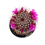 Mammillaria Spinosissima | Red Headed Irishmen - Lazy Gardens
