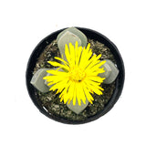 Lapidaria Margaretae | Karoo Rose - Lazy Gardens