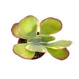 Kalanchoe Luciae variegata | Flapjacks Variegated - Lazy Gardens