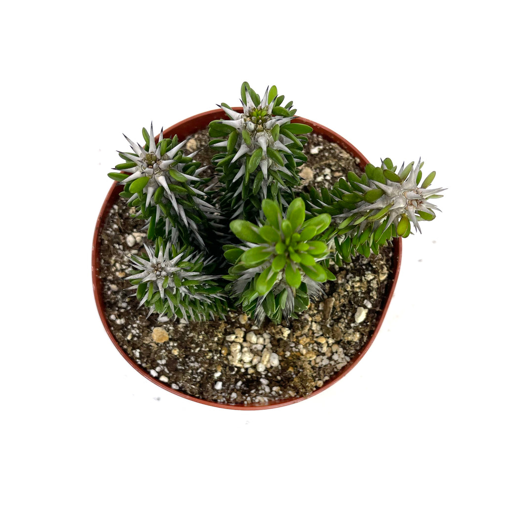 ocotillo succulent Alluaudia procera