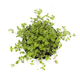 Sedum Little Missy - Lazy Gardens