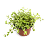 Sedum Little Missy - Lazy Gardens