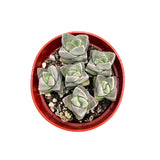 Crassula Moonglow - Lazy Gardens