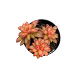 Sedum Adolphi | Shooting Stars - Lazy Gardens