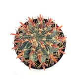 Ferocactus Latispinus | Devils Tongue Cactus - Lazy Gardens
