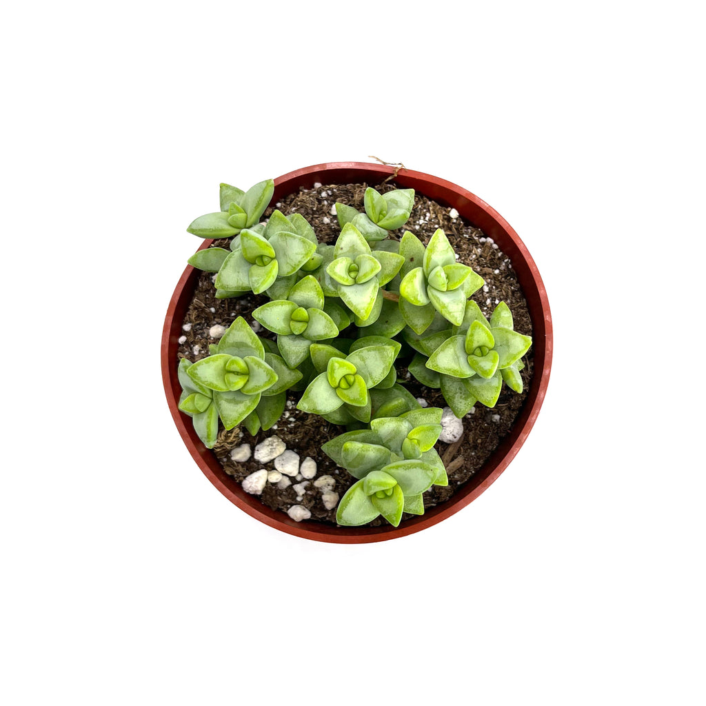 rosary vine succulent Crassula Rupestris