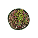 Sedum Pachyphyllum | Salsa - Lazy Gardens