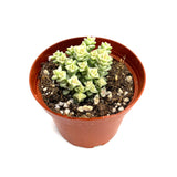 Crassula Tom Thumb Variegata - Lazy Gardens