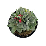 Crassula Morgan's Beauty - Lazy Gardens