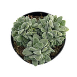 Crassula Morgan's Beauty - Lazy Gardens