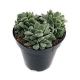 Crassula Morgan's Beauty - Lazy Gardens