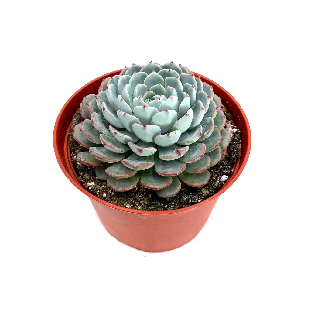 blue minima succulent Echeveria Minima – Lazy Gardens