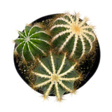 Notocactus Magnificus | Balloon Cactus - Lazy Gardens