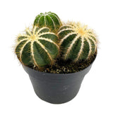 Notocactus Magnificus | Balloon Cactus - Lazy Gardens