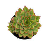 Echeveria Starlite - Lazy Gardens